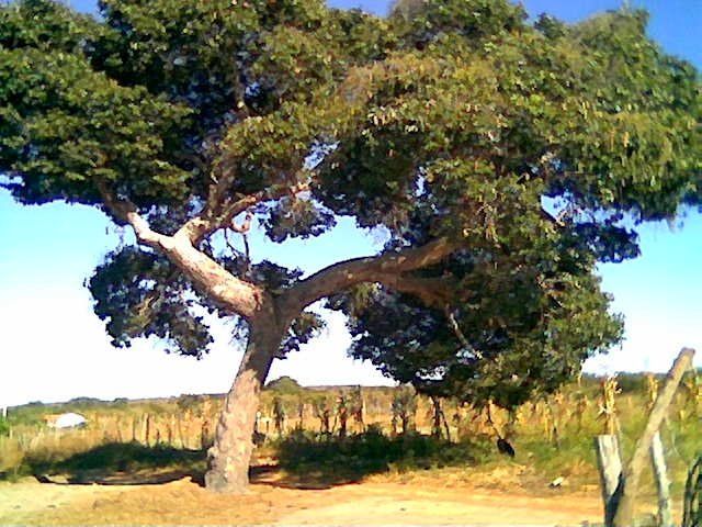 JATOBA, propiedades y caracteristicas