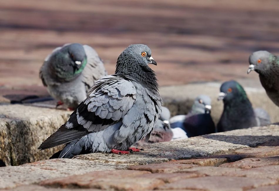 Control de palomas