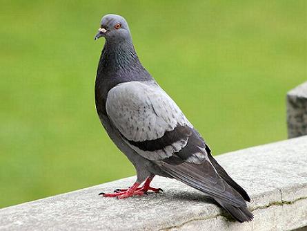 Control de Palomas en Zaragoza