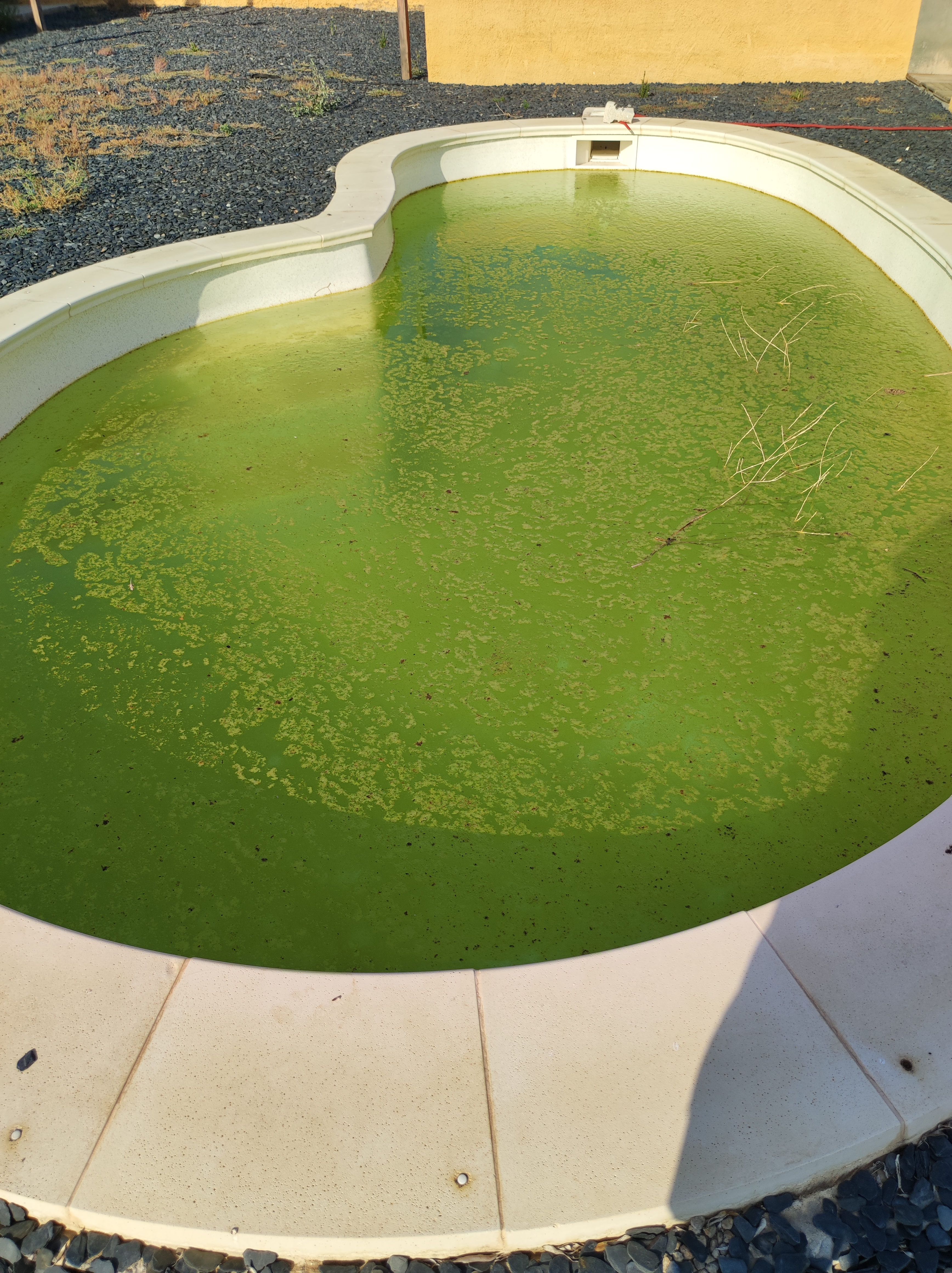 ¿Piscina verde?