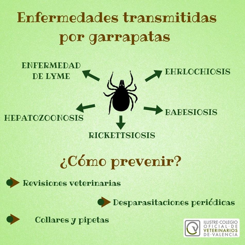 ¿TIENES BIEN PROTEGIDA A TU MASCOTA?