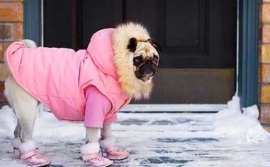 SE DEBEN ABRIGAR LOS PERROS EN INVIERNO?