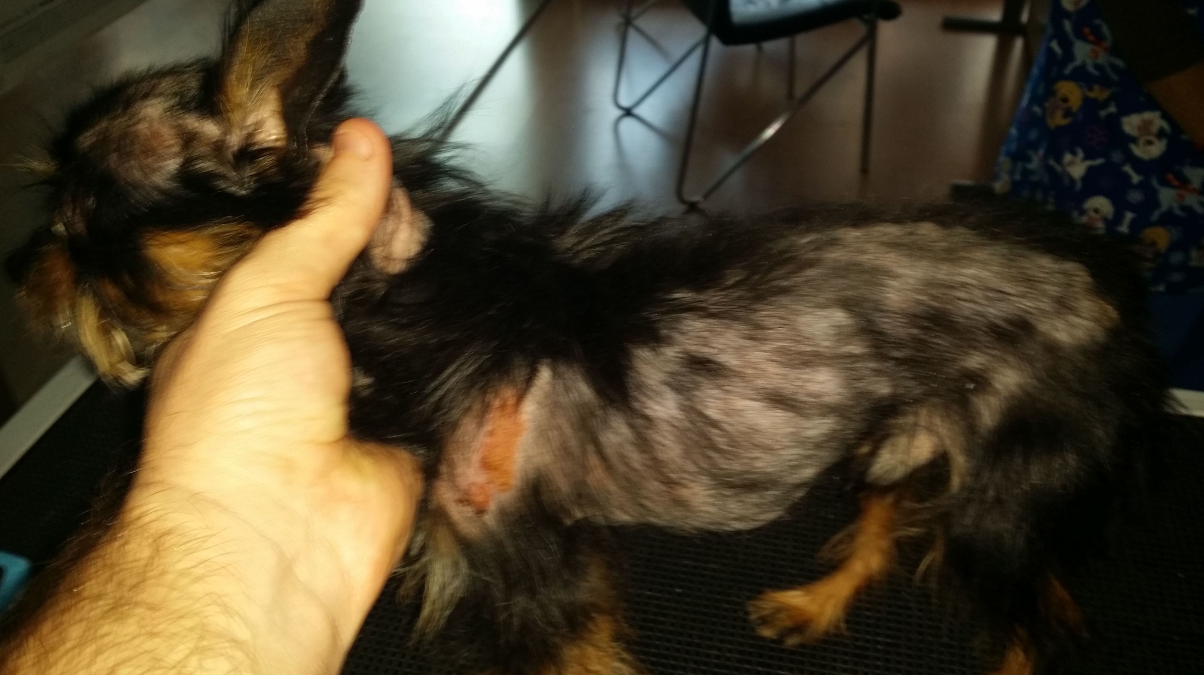 DERMATOFITOSIS GENERALIZADA EN YORKSHIRE TERRIER