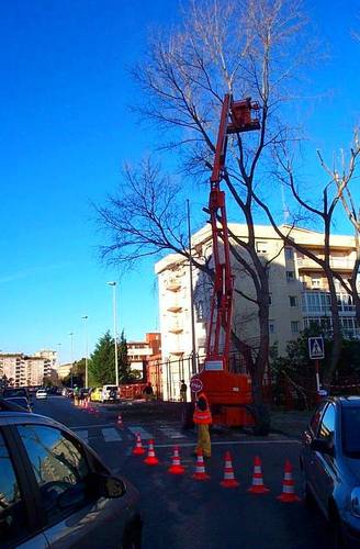 Podas controladas con grúas y trabajos en altura en Santander