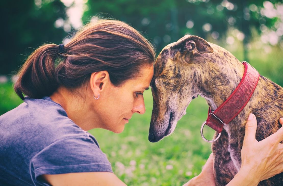 Asesoramiento veterinario integral