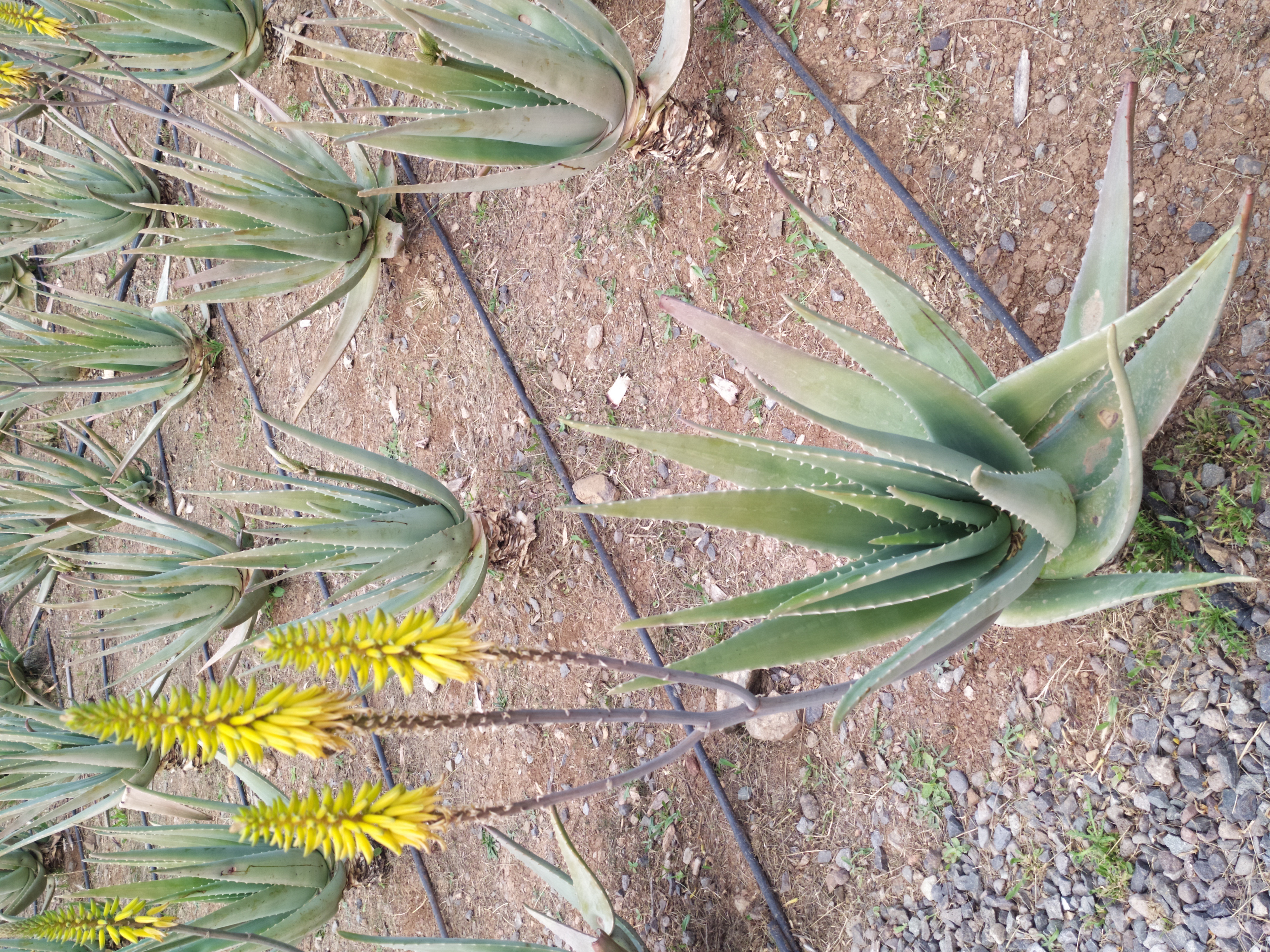 ALOE