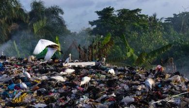 5 DE JUNIO, DÍA MUNDIAL DEL MEDIO AMBIENTE