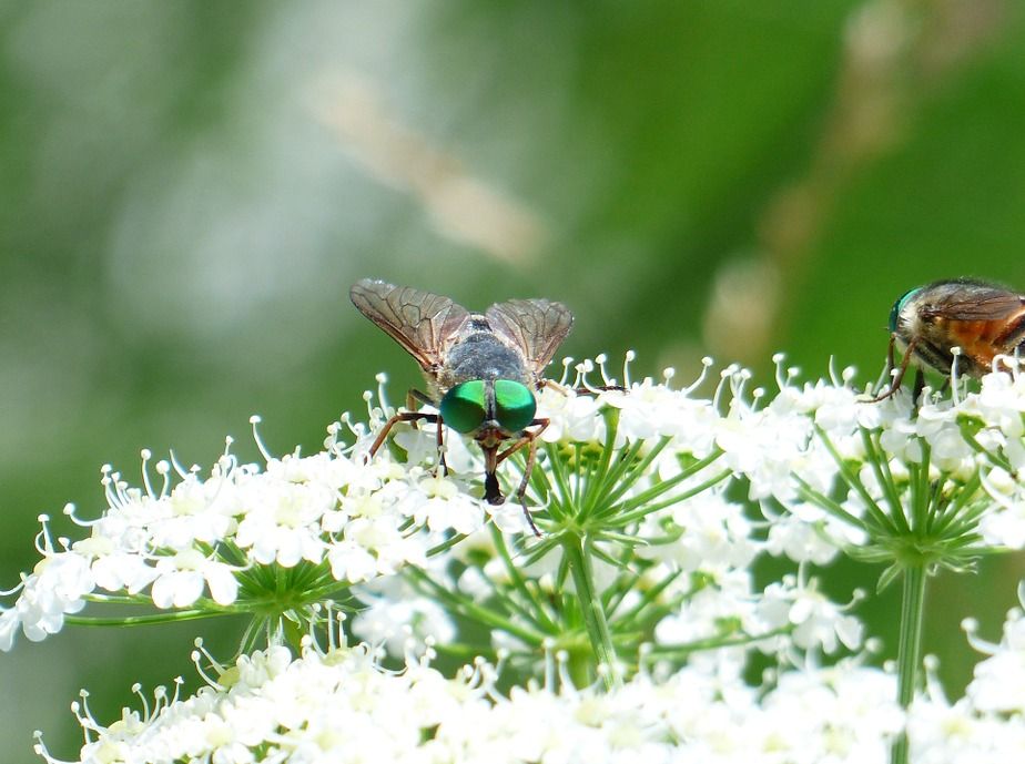 Moscas y mosquitos