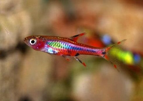 Rasbora mosquito.