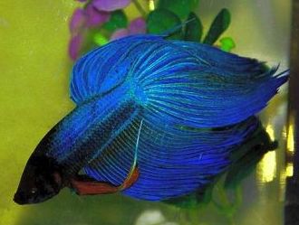 Betta splendens macho.