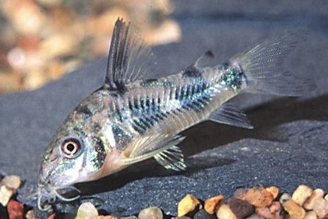 Corydora paleatus.