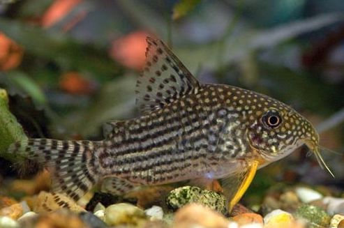 Corydora sterbae.