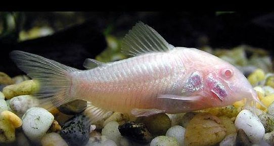 Corydora albina.