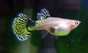 Guppy hembra.