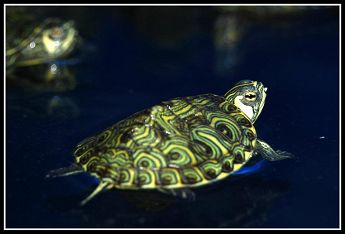 Trachemys scripta scripta