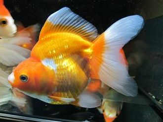 Oranda ryukin.