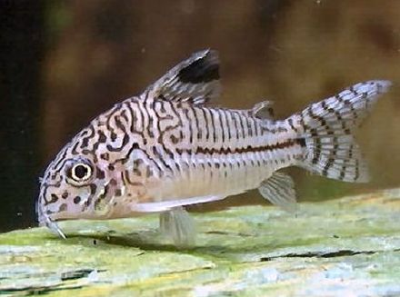 Corydora julii.