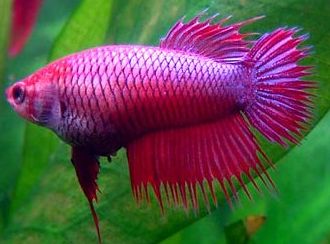 Betta hembra surtida.