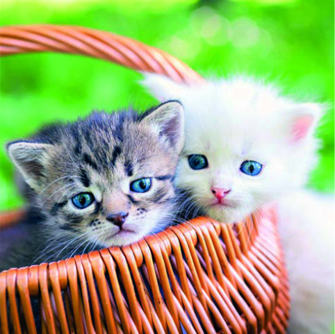 Animales ref 43