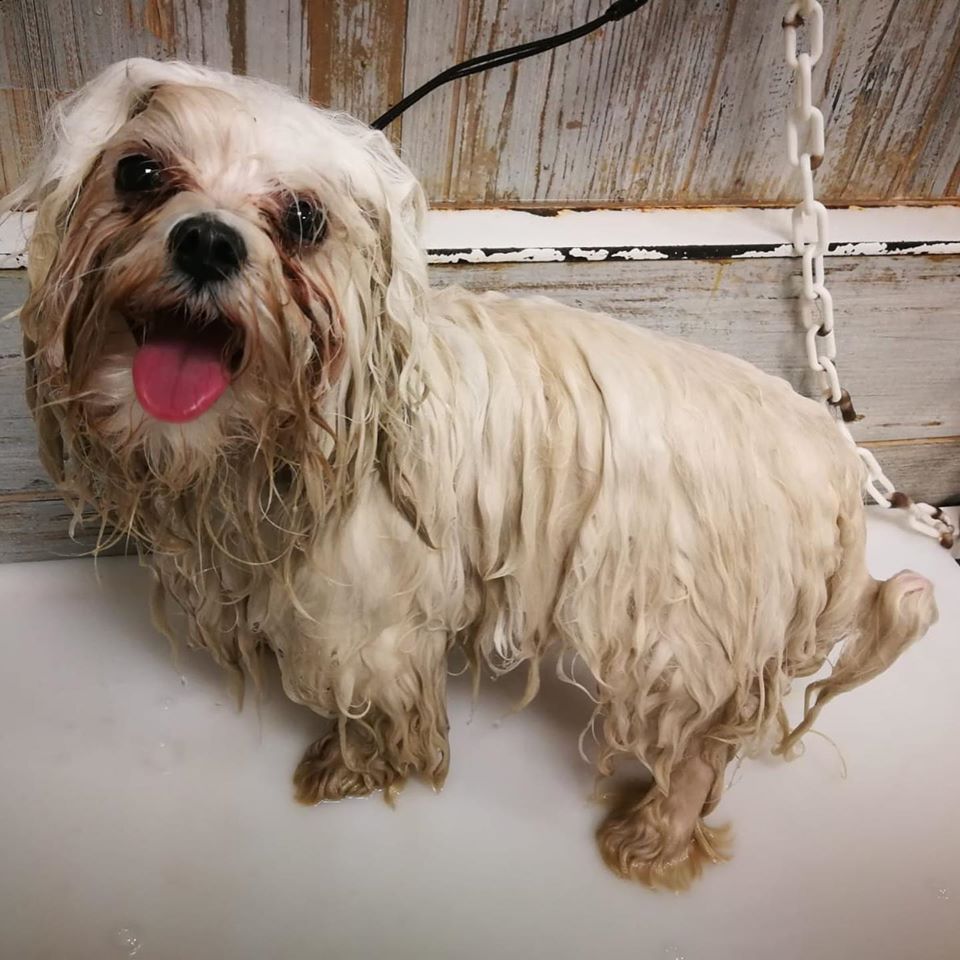 Baño de Mascotas