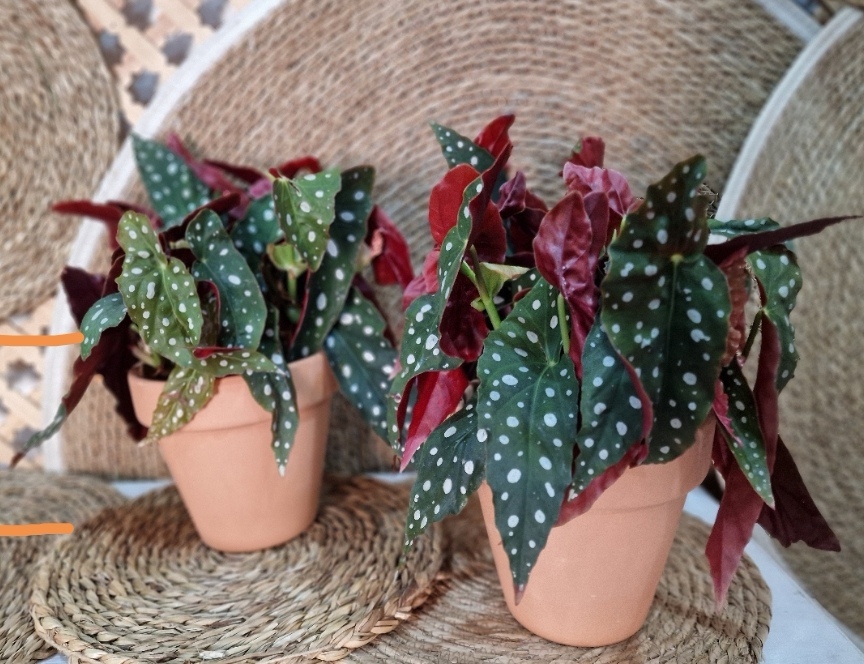Plantas