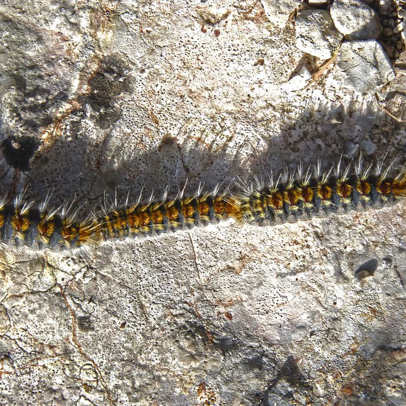 Eliminación de Orugas, avispas y abejas