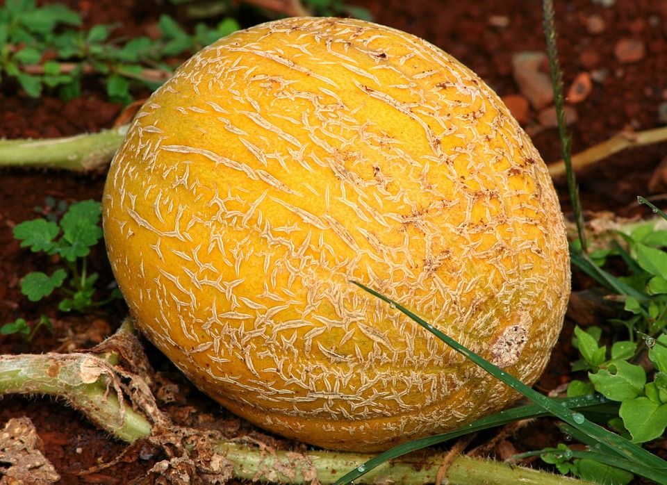 Melón