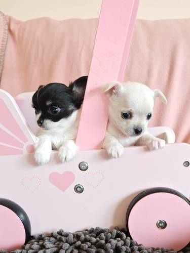 Fiona y Annie
