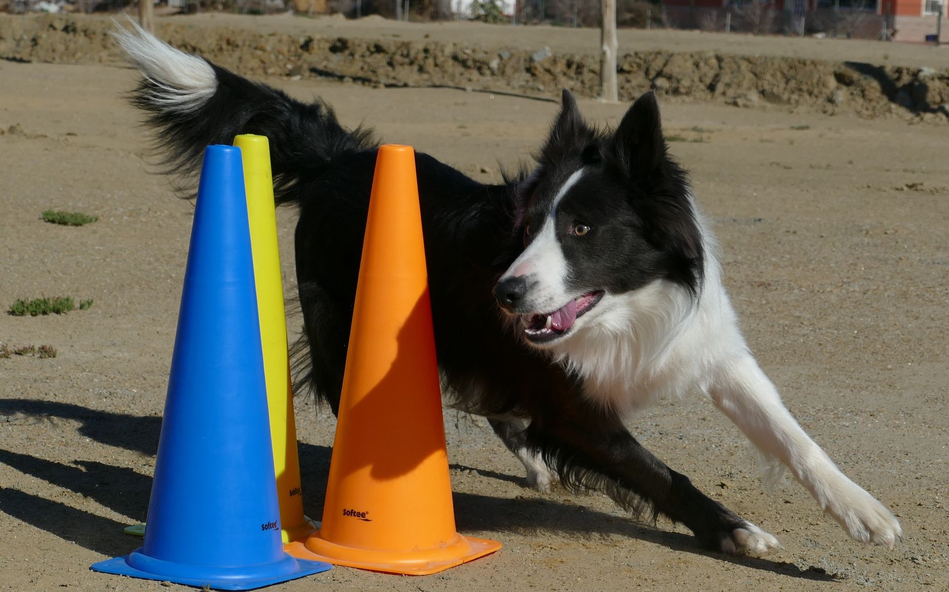 Modificación de conductas y adiestramiento canino