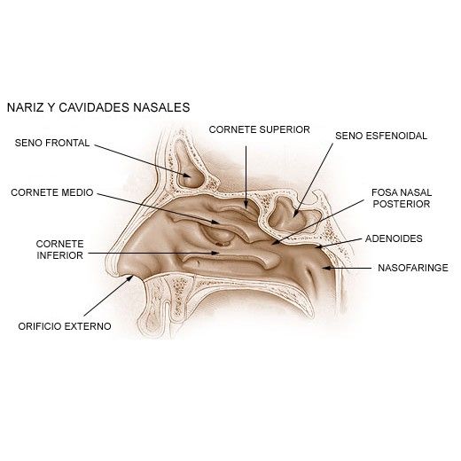 Cirugias de  NARIZ