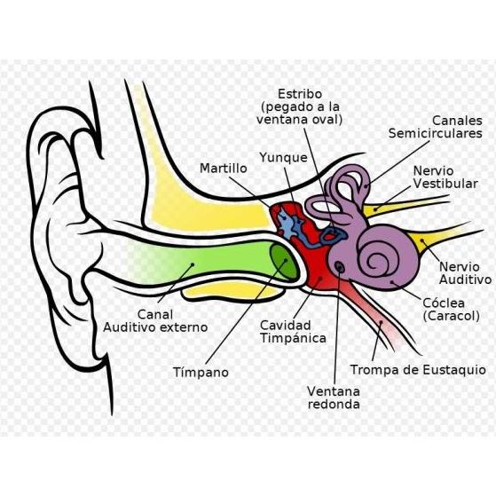 Enfermedades de oído