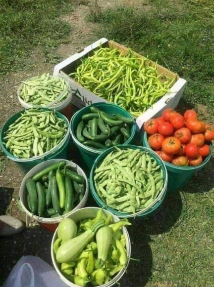 Productos de la huerta