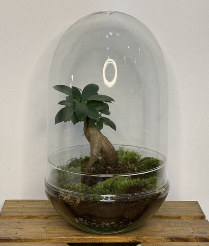 Cúpula Terrario