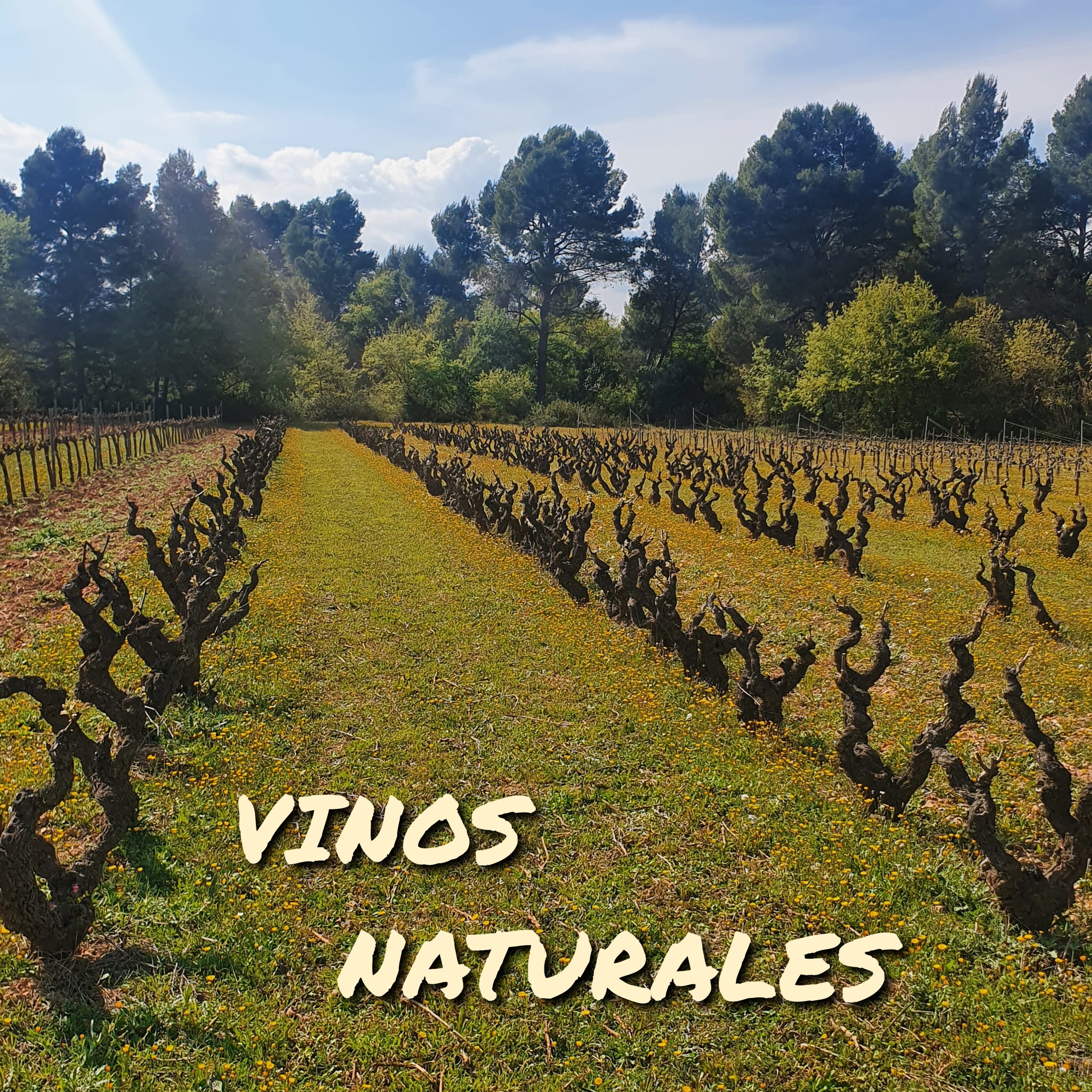 Vinos naturales