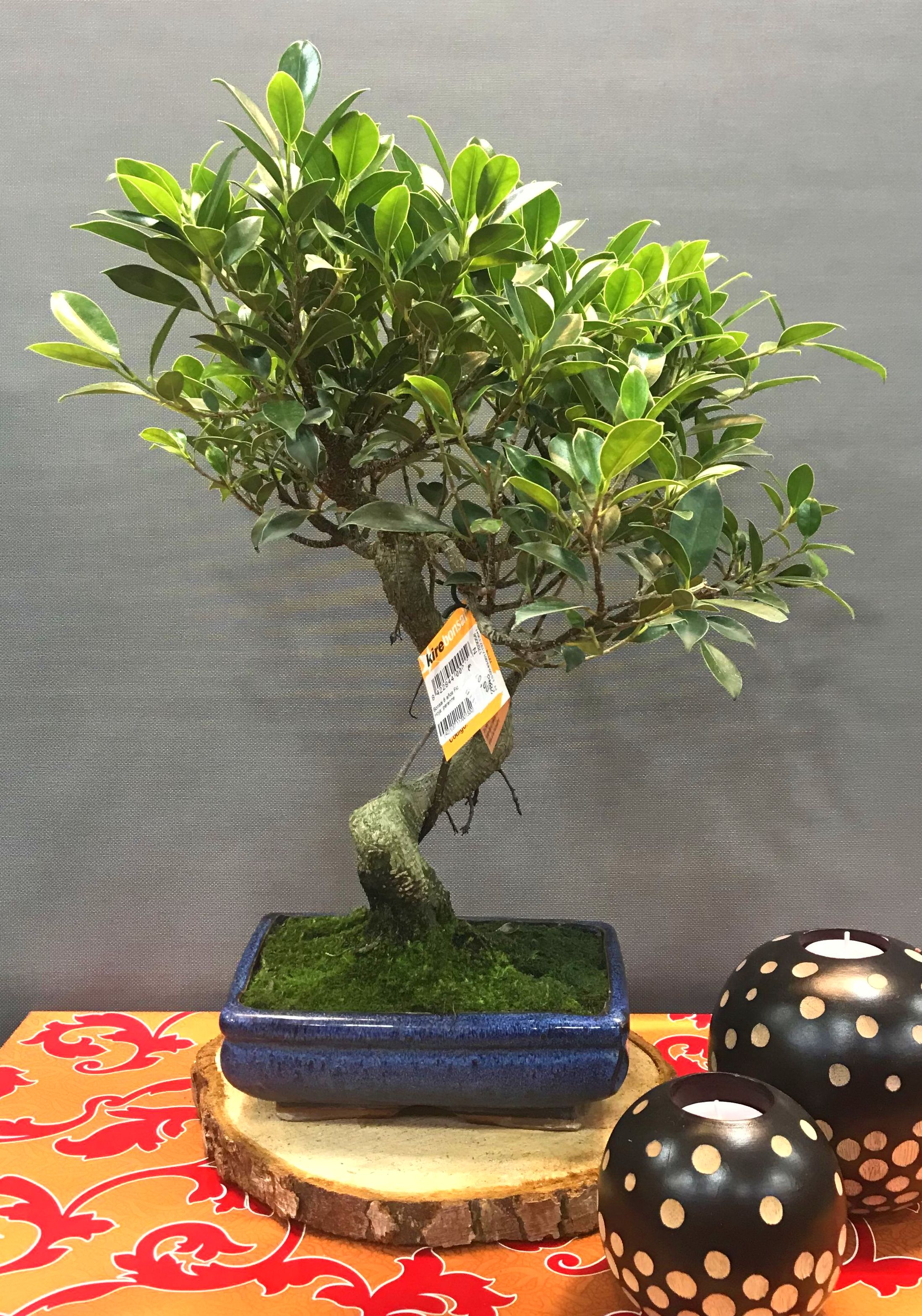 bonsai ficus 8 años