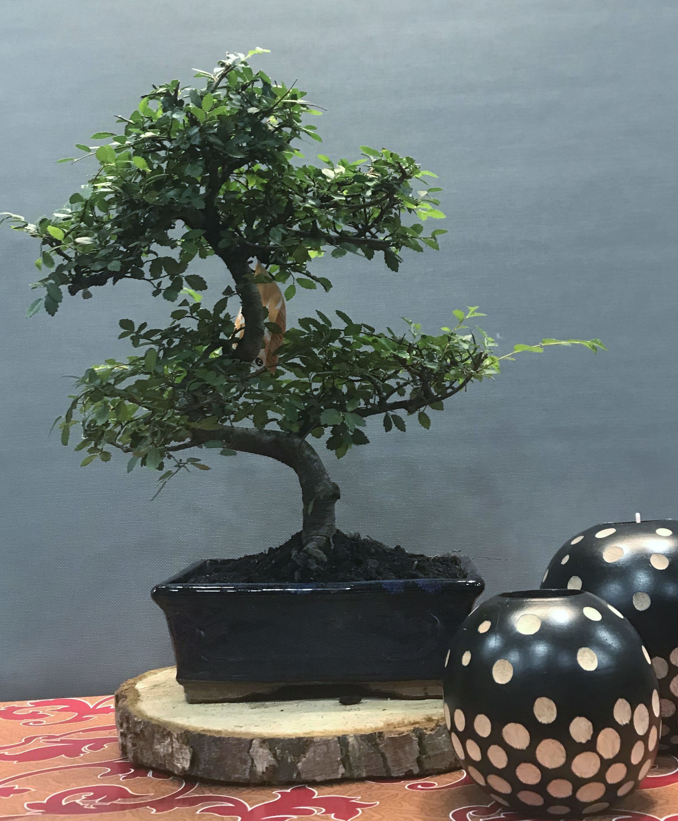 bonsai zelkova 8 años