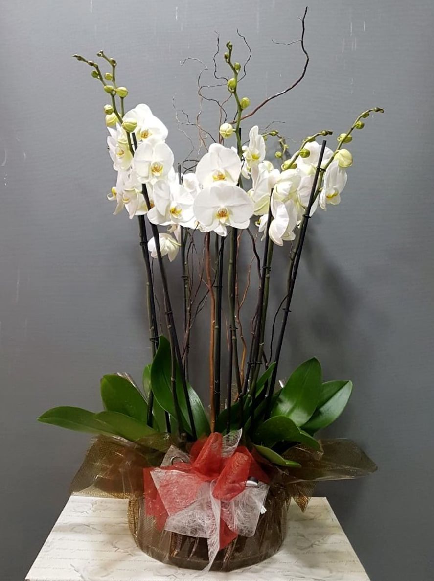 Orquídea Lhotse