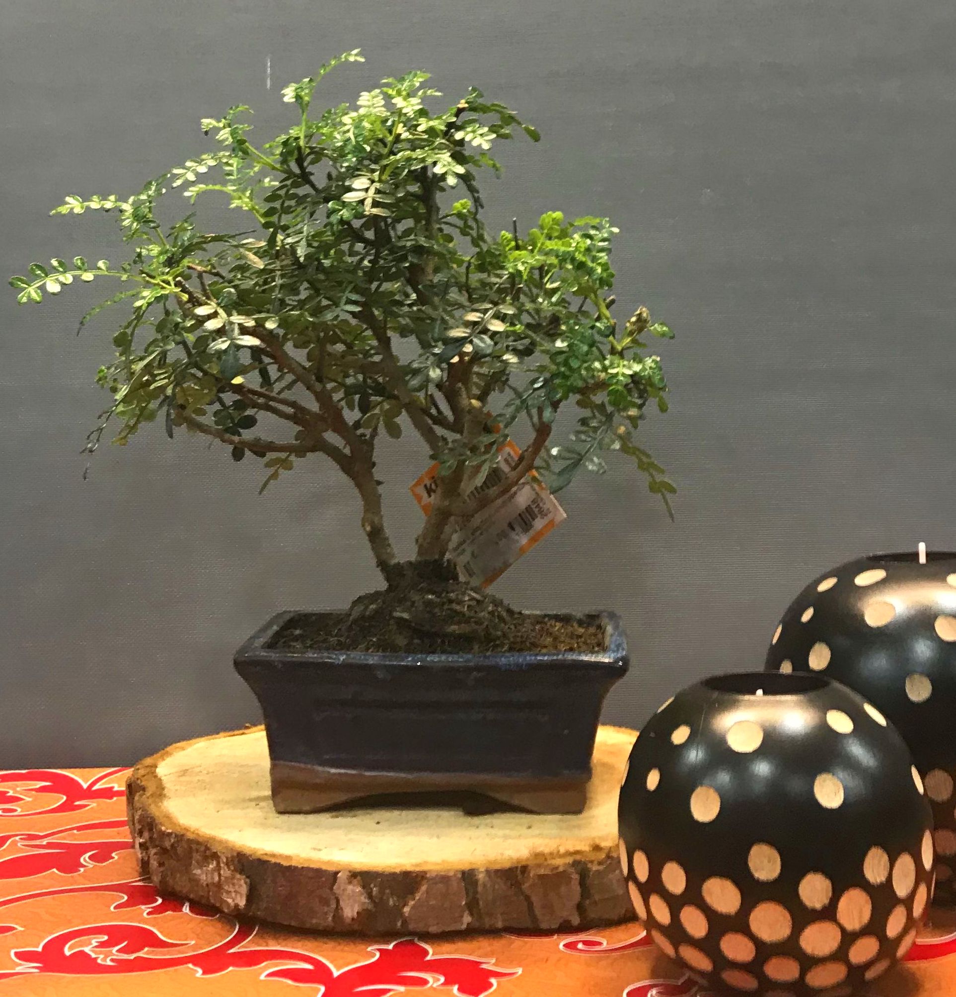 bonsai zanthoxyium 5 años