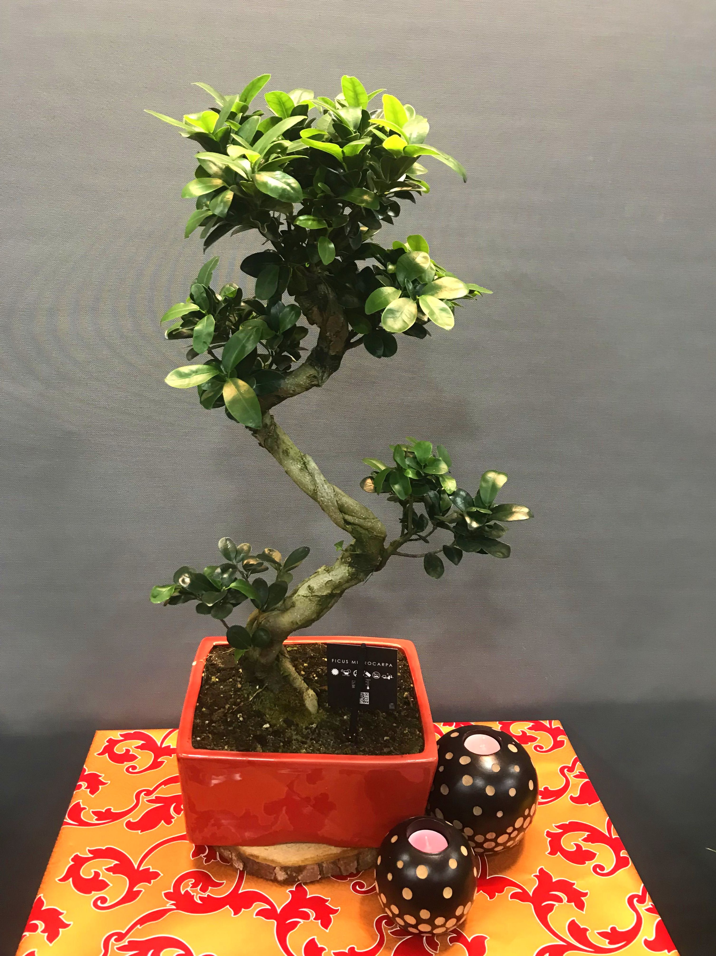 bonsai ficus