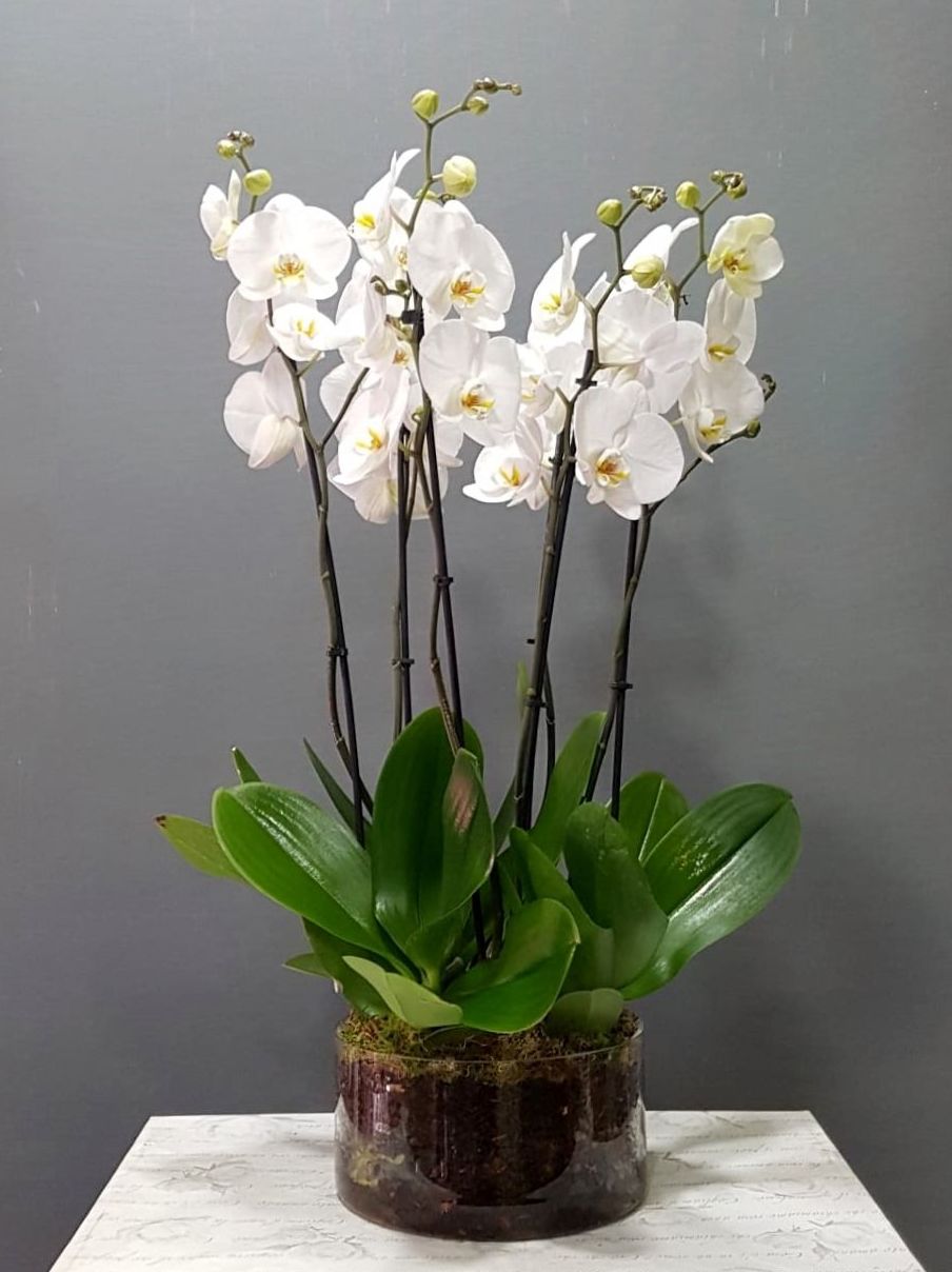 Orquídea Samani