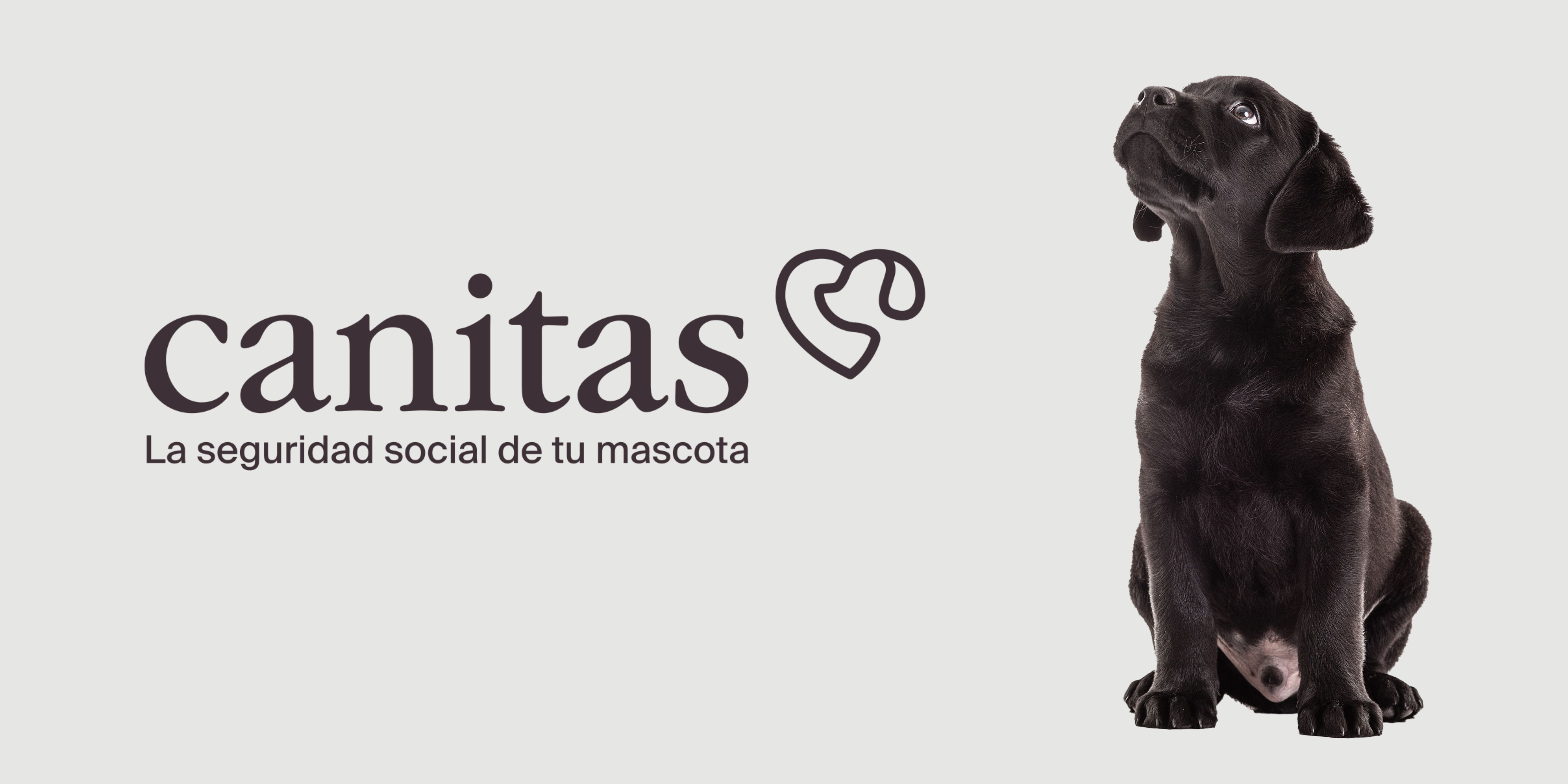 Clínica Veterinaria En Sevilla Canitas 3668