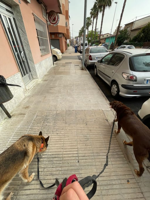 Servicio de paseo canino