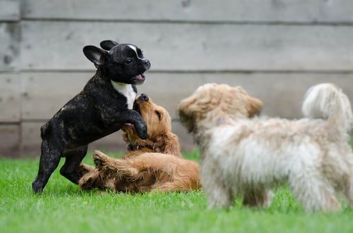 Jornada del cachorro