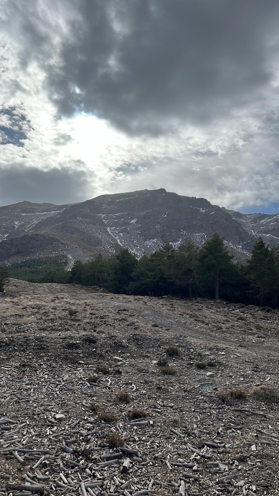 Trabajos forestales en Almería