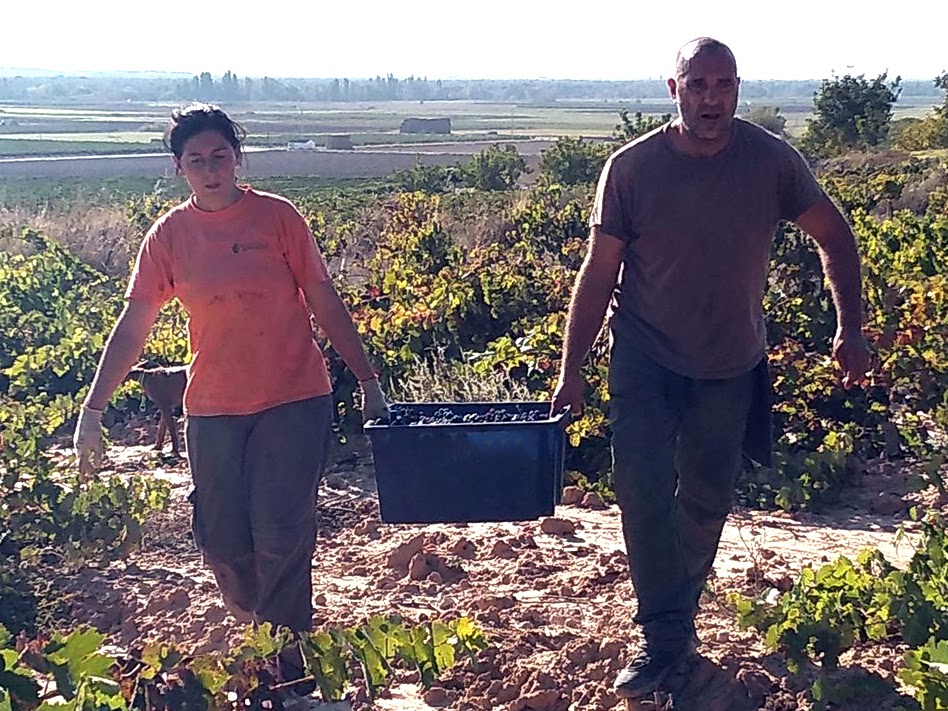 Producción de Vinos