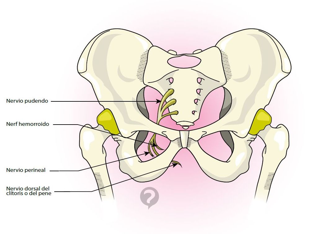 Nervio Pudendo