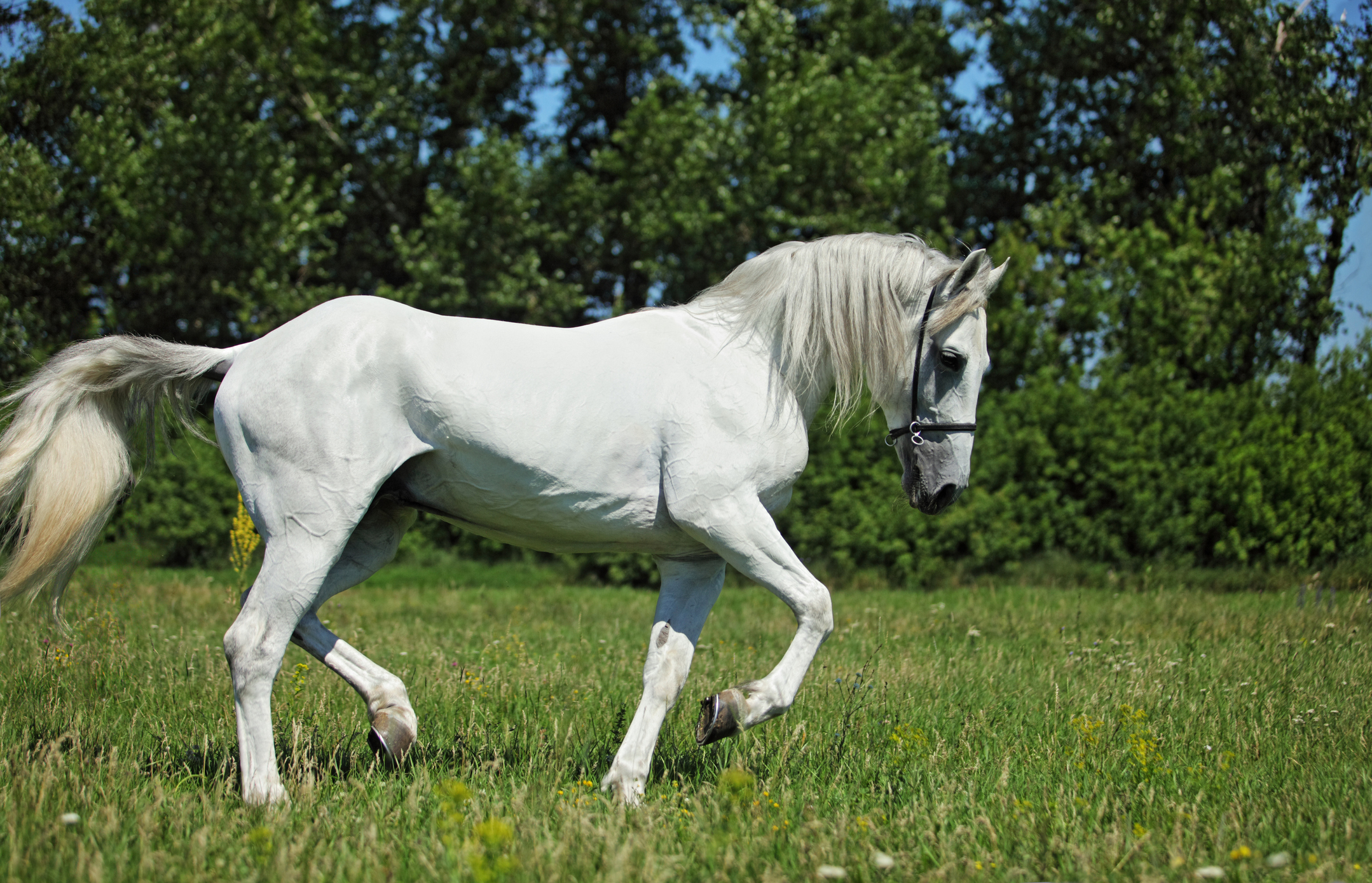 Pensión o pupilaje de caballos