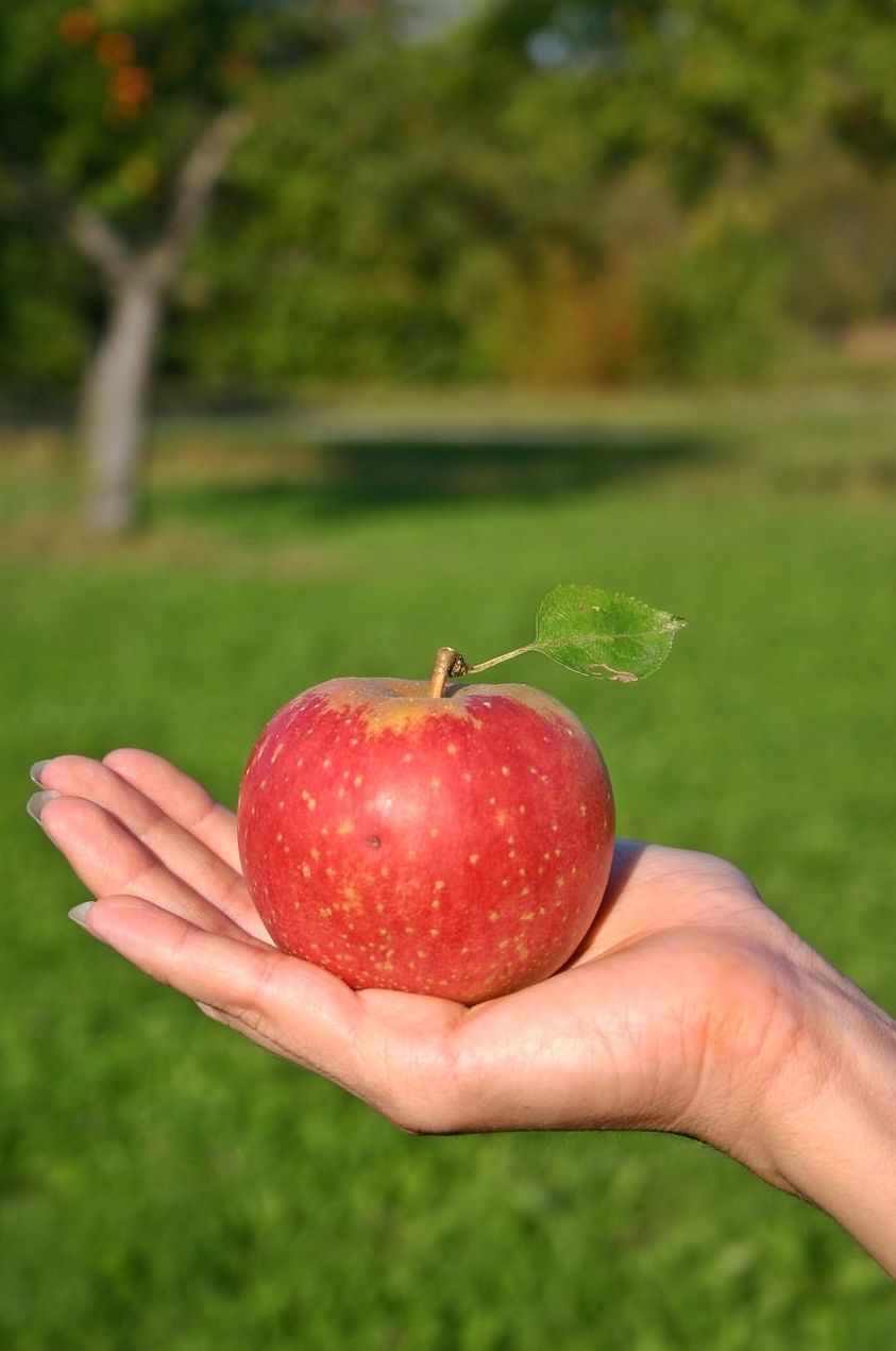 ALIMENTACIÓN CONSCIENTE & NATUROPATÍA ALIMENTARIA ONLINE