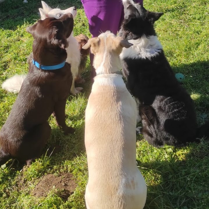 Guardería de mascotas