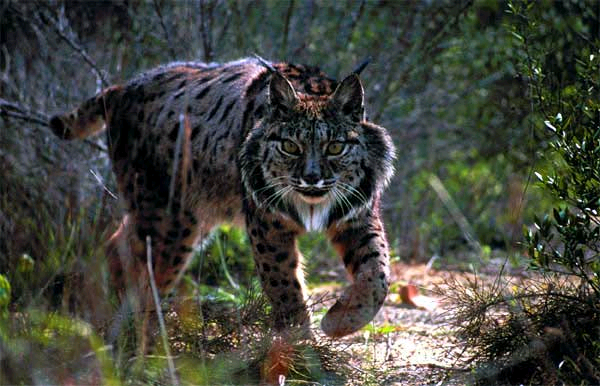Imagen de Catálogo - Doñana y rutas del vino